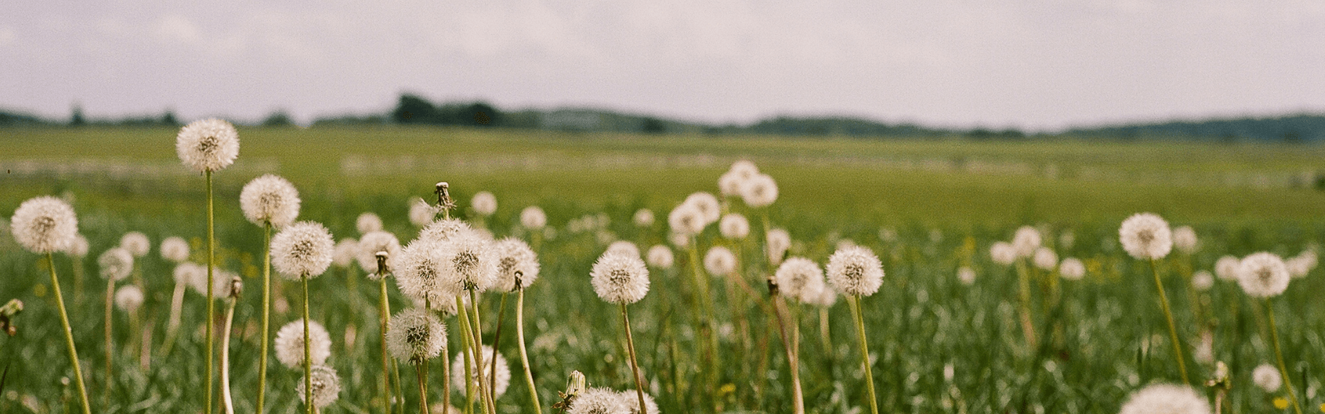 A field of dandelions with fluffy white seed heads under a cloudy sky.