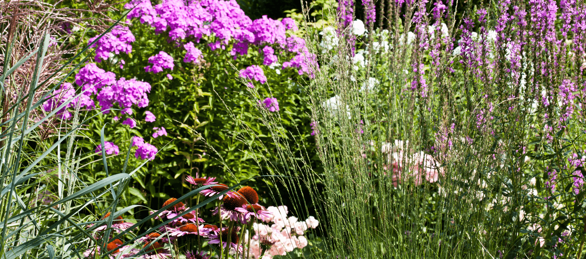 A vibrant garden featuring clusters of pink, purple, and white flowers amid lush greenery.