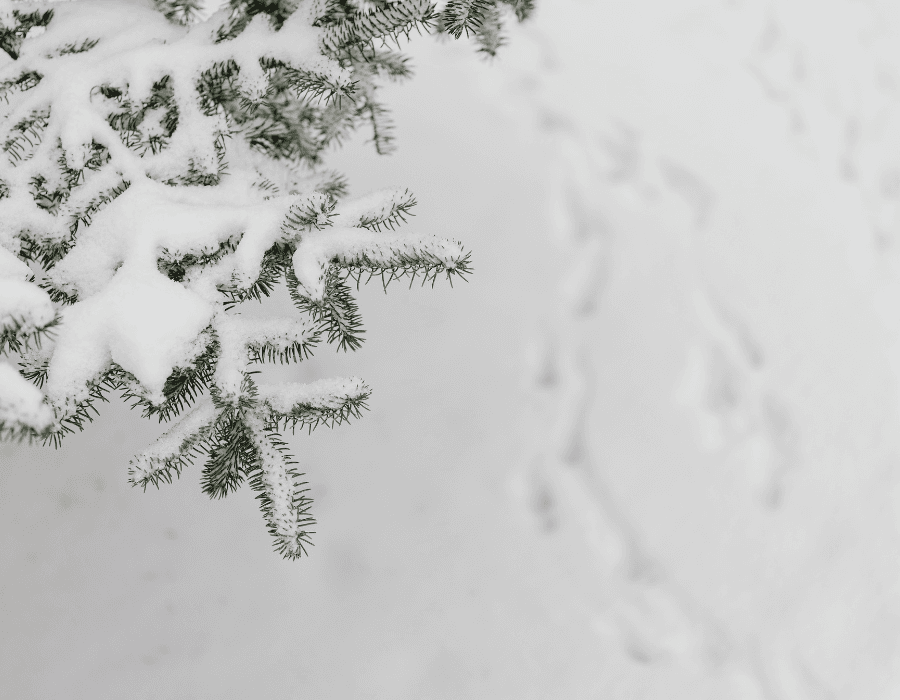 A snow-covered evergreen branch with animal tracks in the snow.