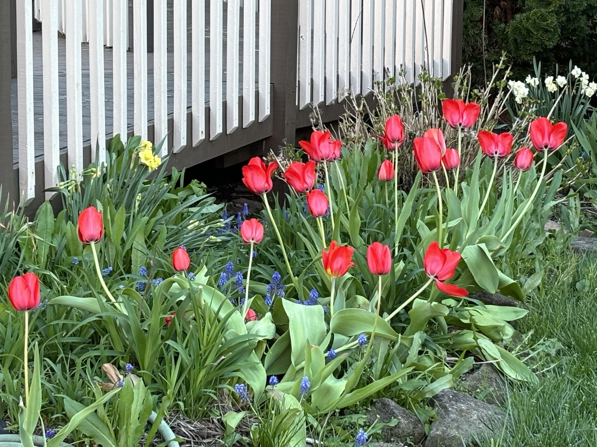 photo of red tulips photo of red tulips