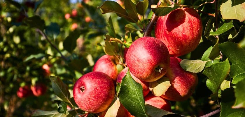 Ripe apples on the tree for a fall festival weekend near The Swope Manor.